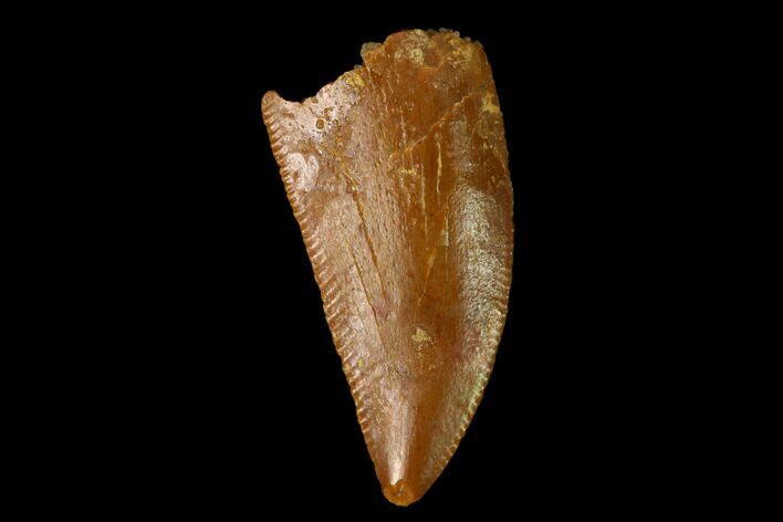 Serrated, Raptor Tooth - Real Dinosaur Tooth #152461